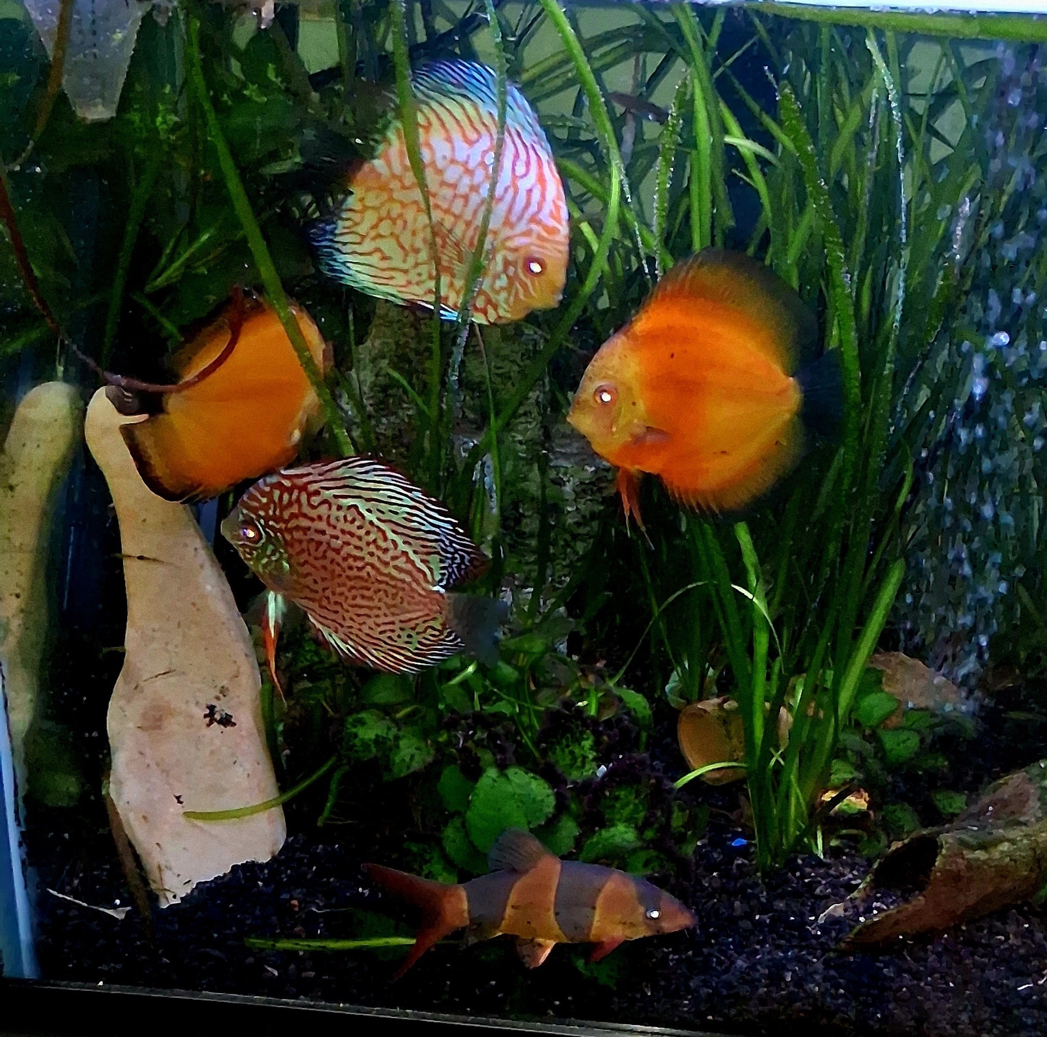 We received three MONSTER fish from Thailand! A giant gourami we ...