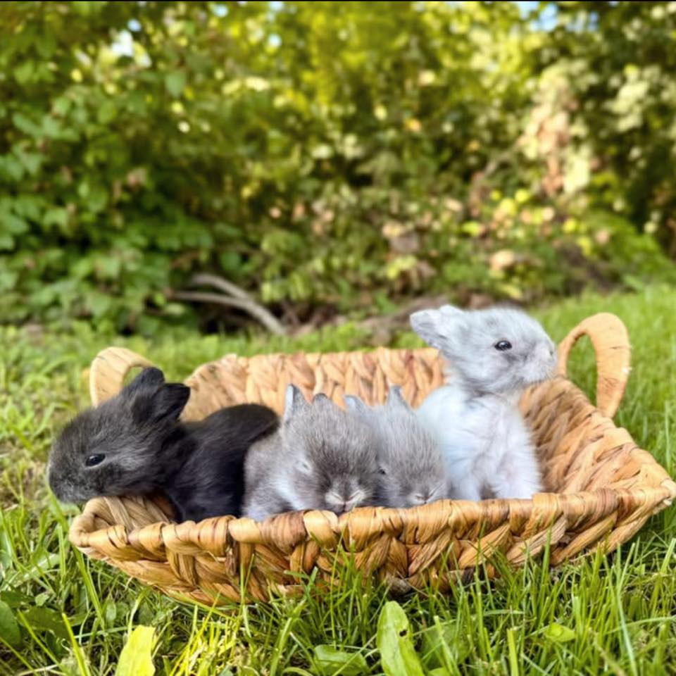 Burrow Happiness Rabbitry | Anderson IN