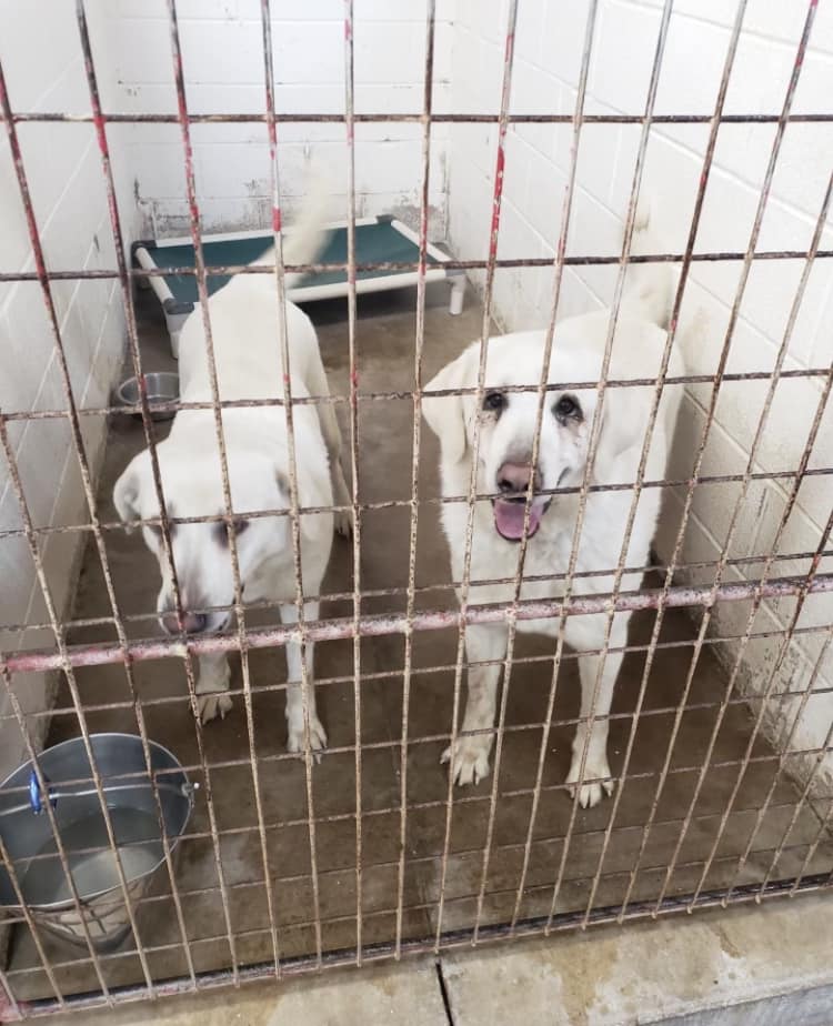 🐾 Incoming 🐾 This beautiful pair... - Heartland Lab Rescue