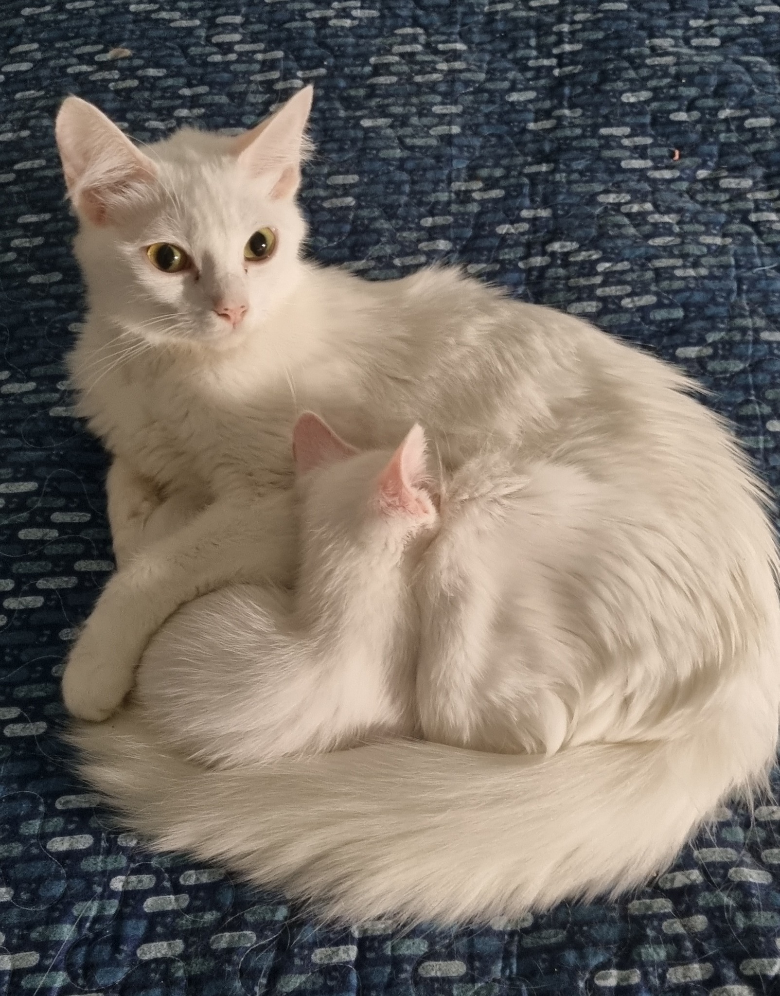 Diane's Rescue Cats