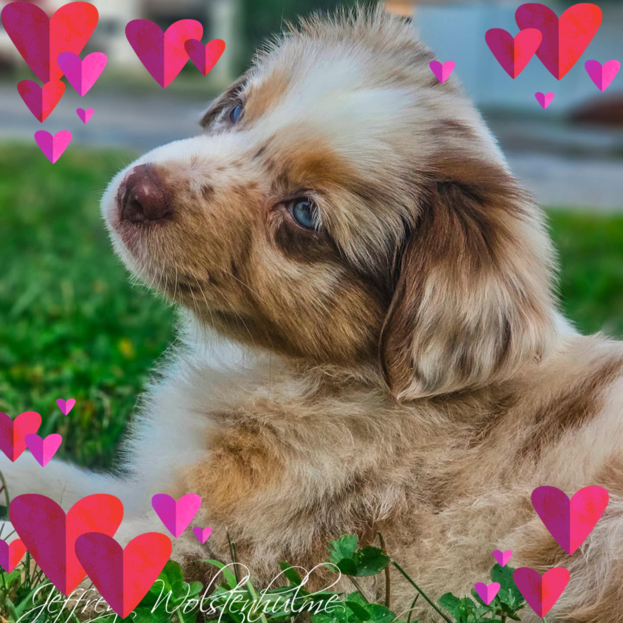 Lake Region Mini Aussies | Bridgton ME