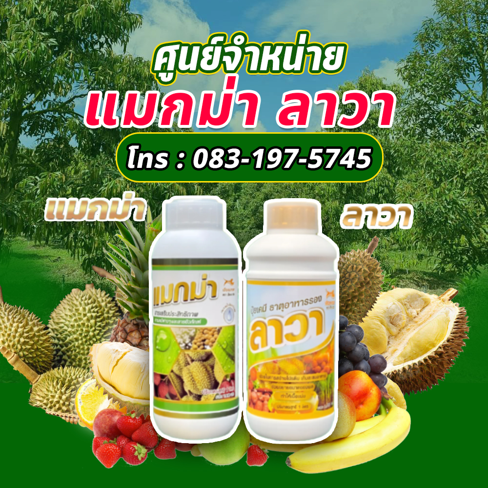 แมกม่า ลาวา เกษตรท้องทุ่ง โทร.083 197 5745 | Bangkok