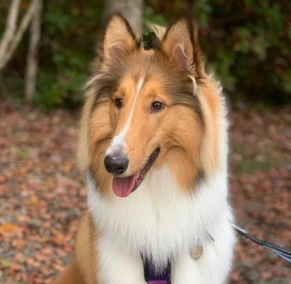 The Rough Collie | Big thanks to whoever shared this toy — my dog and I ...