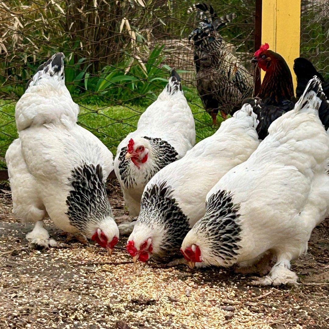 Southern suburbs poultry, gamebird & fodder buy swap and sell Adelaide ...