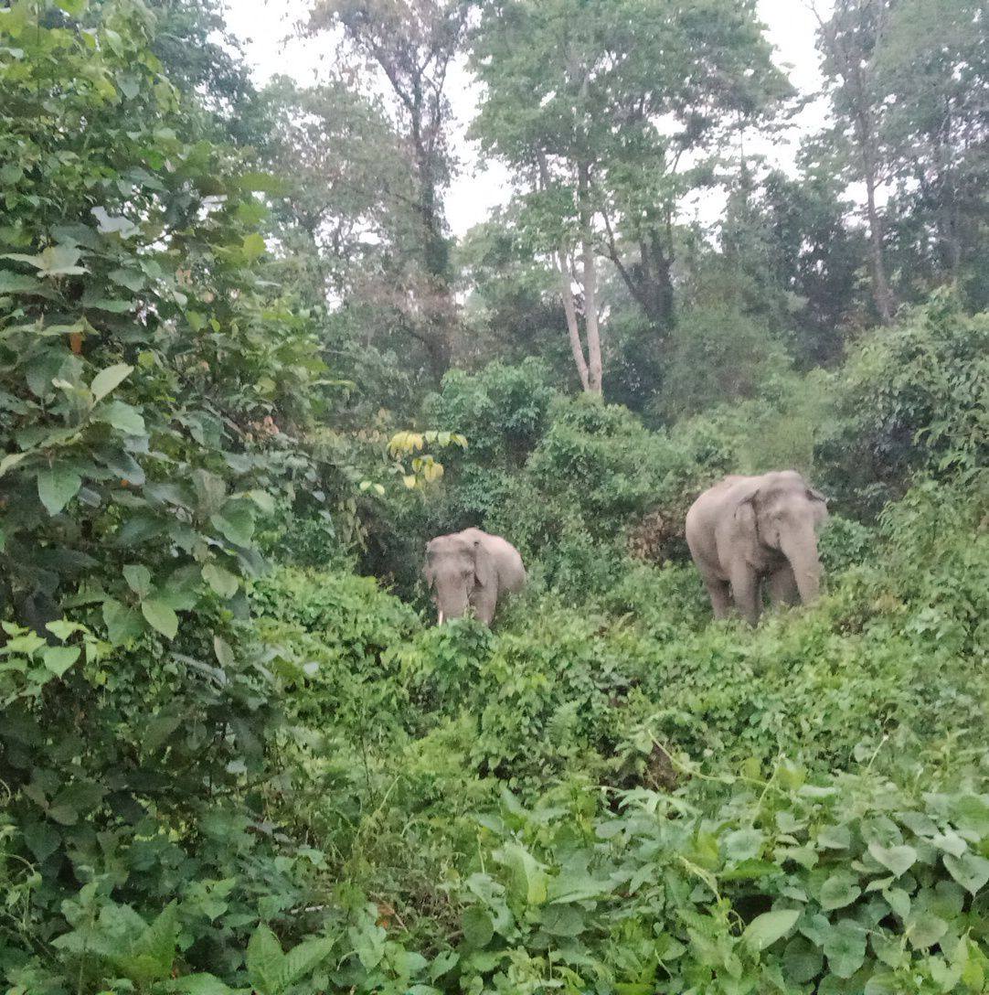 বং কমেডি স্টার