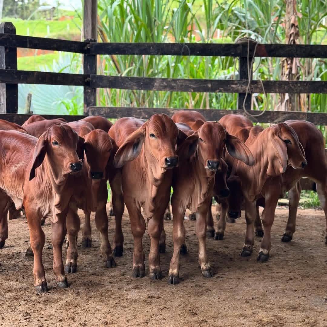 Sumber SinarFarm Lux