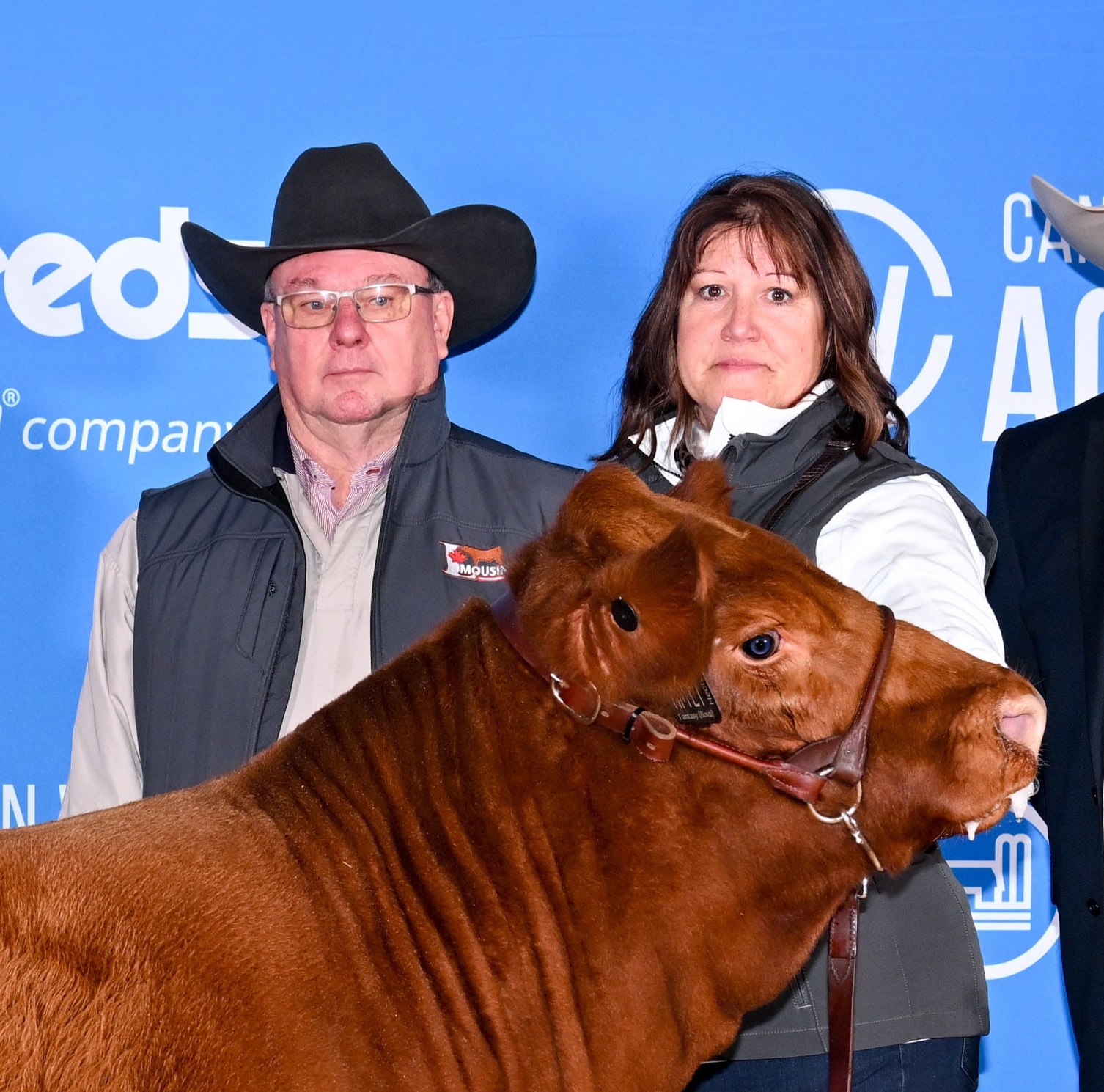 Limousin Cattle For Sale or Lease Blacks Reds | Facebook