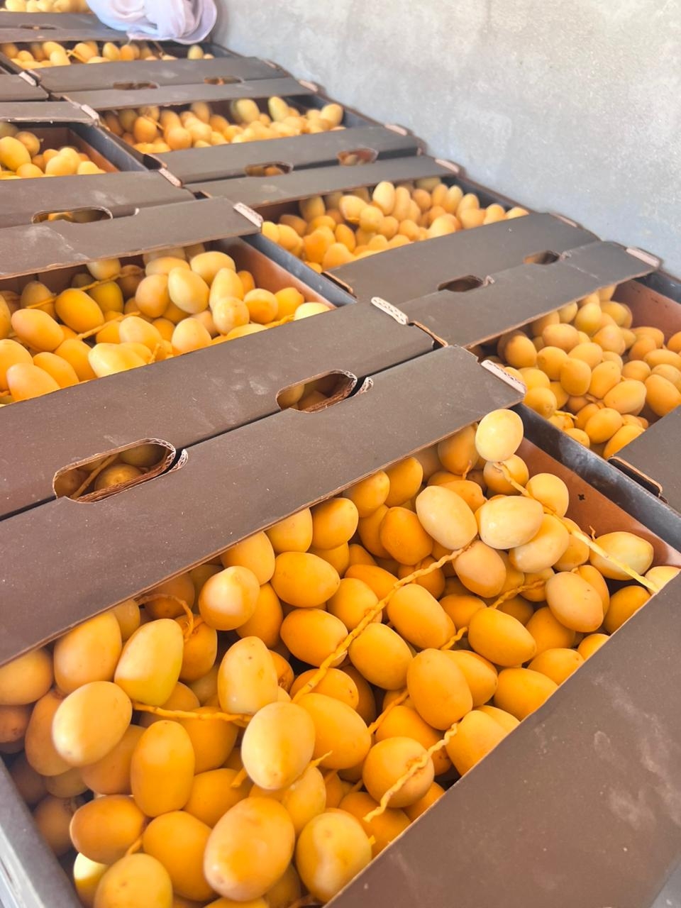 FRESH KURMA FATHI