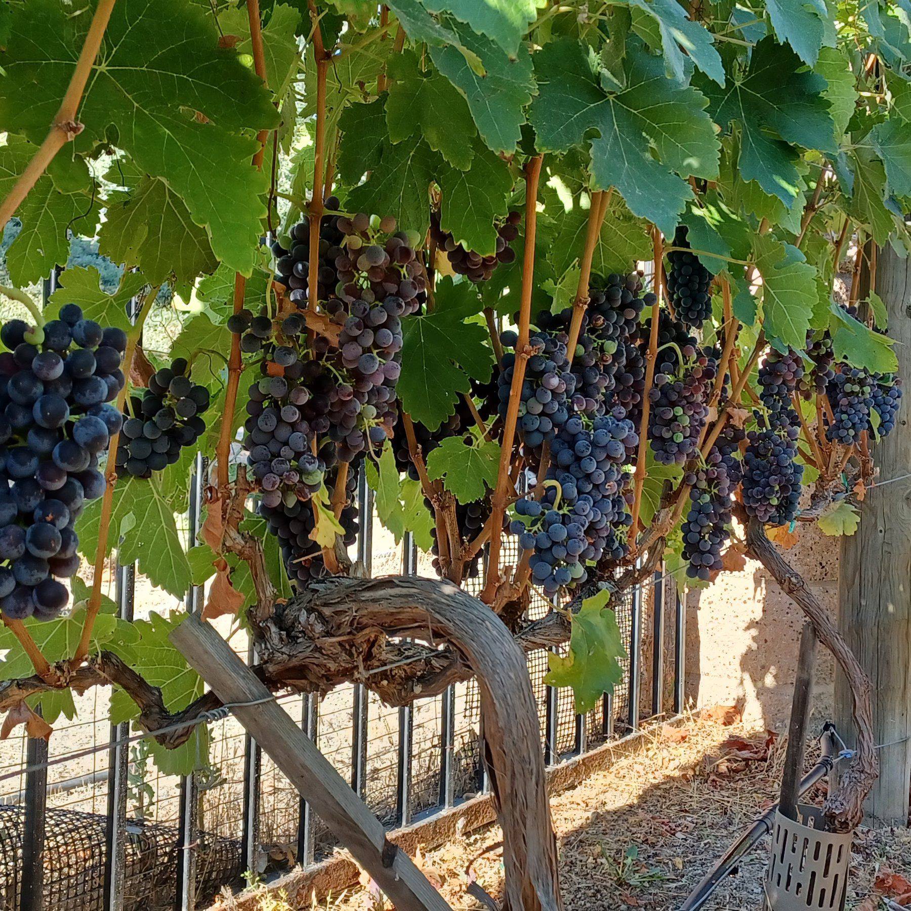 The pruning process is not just about randomly removing branches, we ...