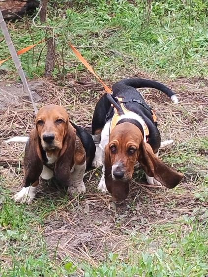 Thunder Ridge Bassets