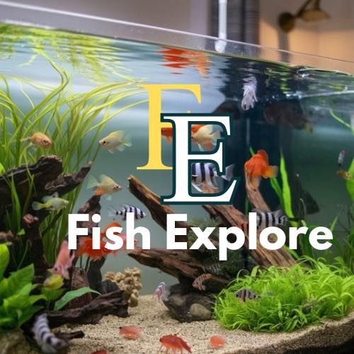 Ap fish explore | Mardan Cantonment