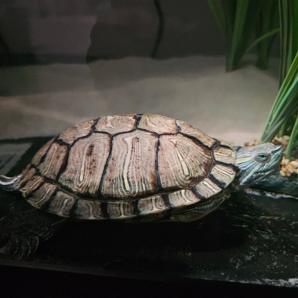 Fresh Look at The Life Of A Red Eared Slider