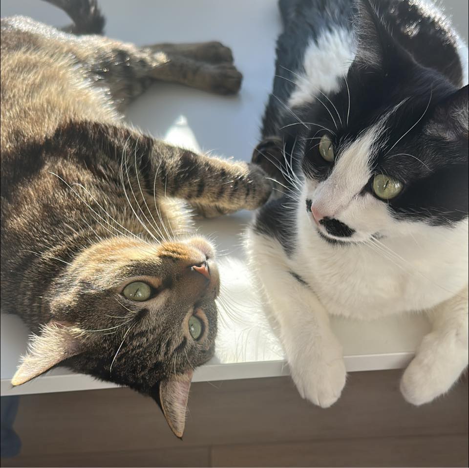 We’re div-cats 😼😼 #cats #cats_of_instagram #catlife #catlover #funnycat ...