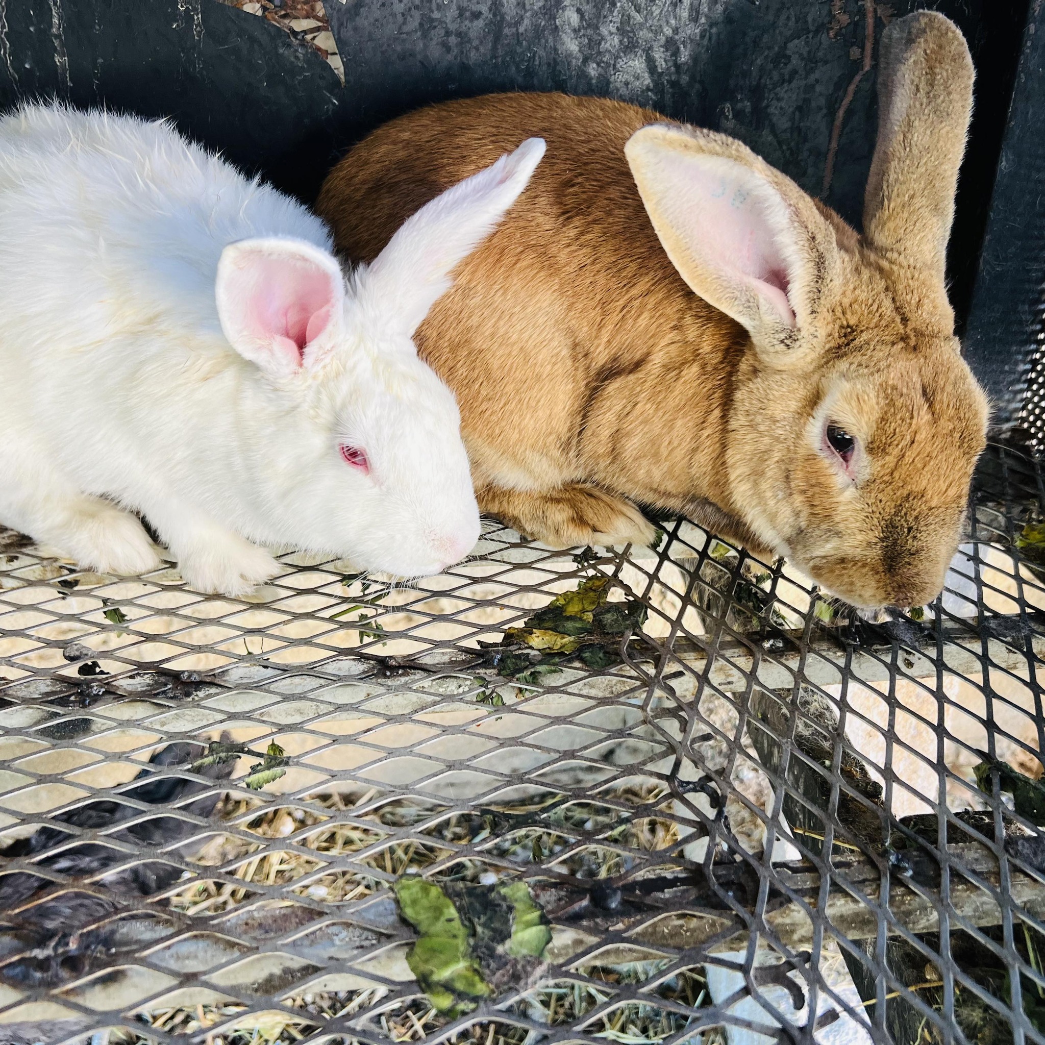 Pula Rabbits