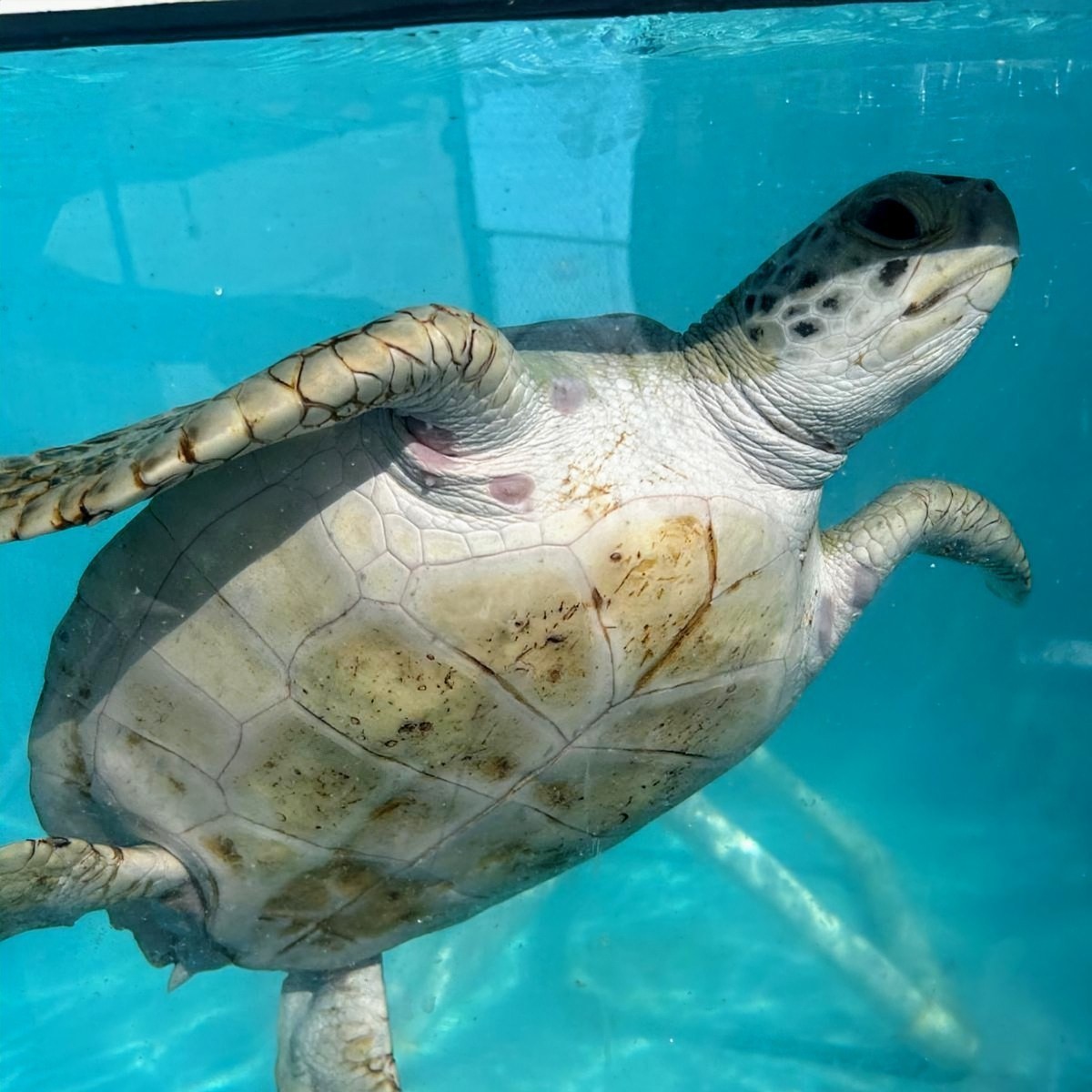 Turtle Cove Marthon key, Fl | Marathon FL