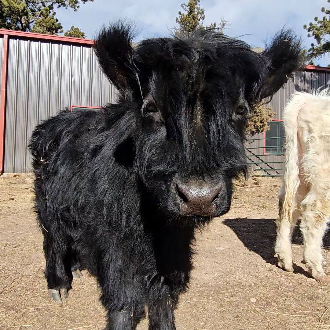 Mini Moo Mountain