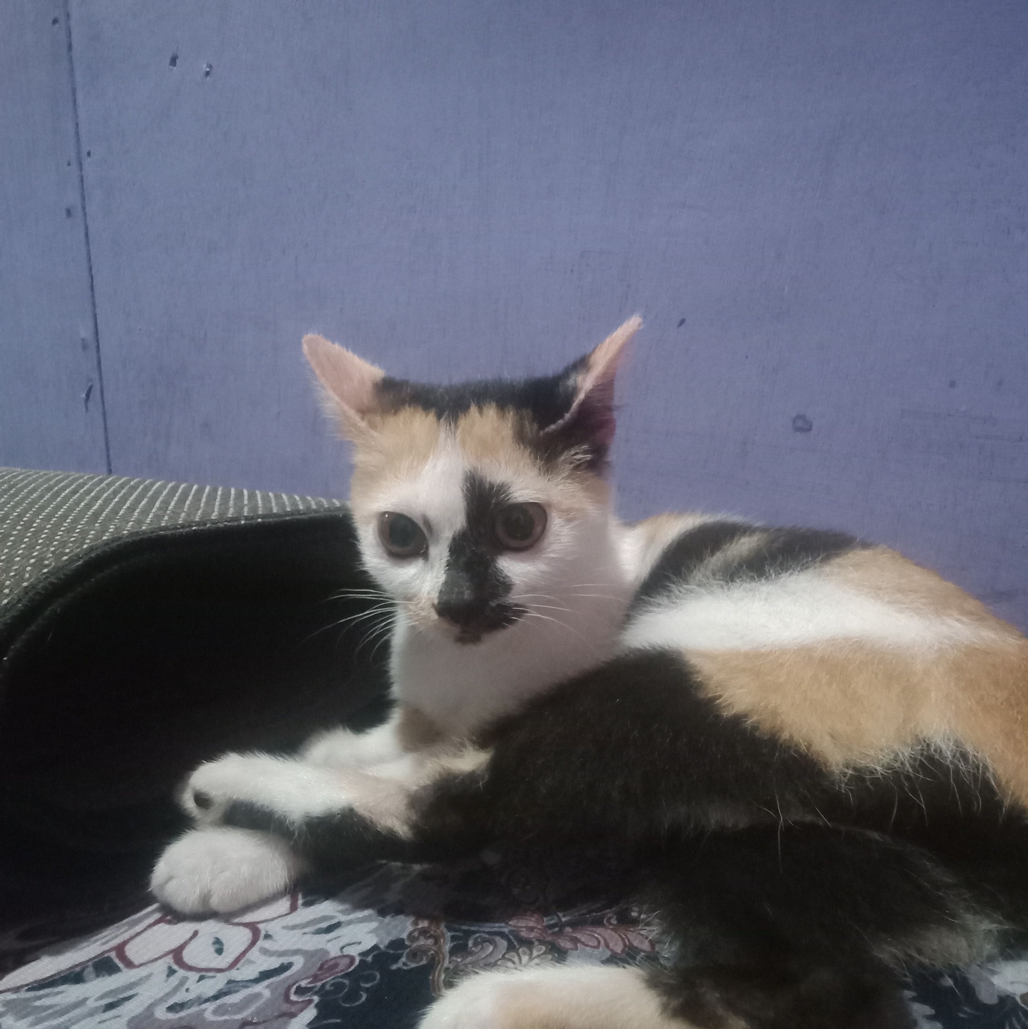 CAT LOVER BIKIN KETAWA ( CLBK ) | entar kalo mau pinjol pake ktp kucing ...