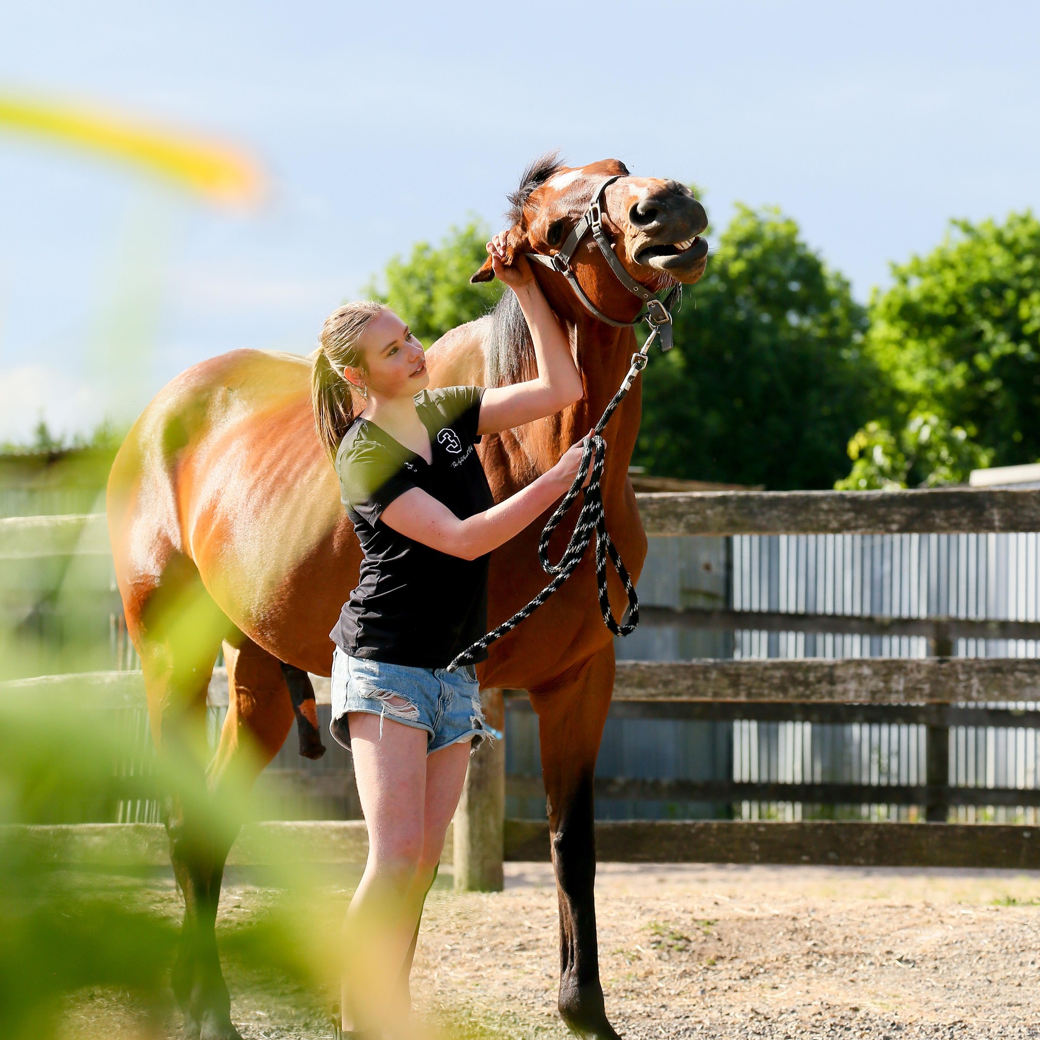 Freshmans Showjumping Victoria | Facebook
