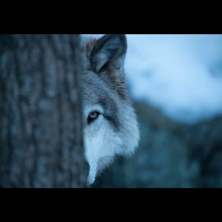 l Love Wolf | Facebook