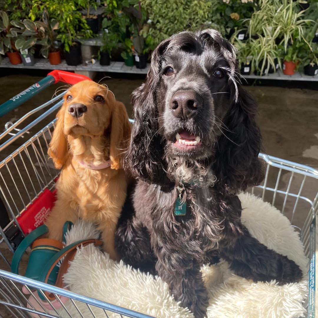 English and Cocker Spaniel Puppies For Adoption