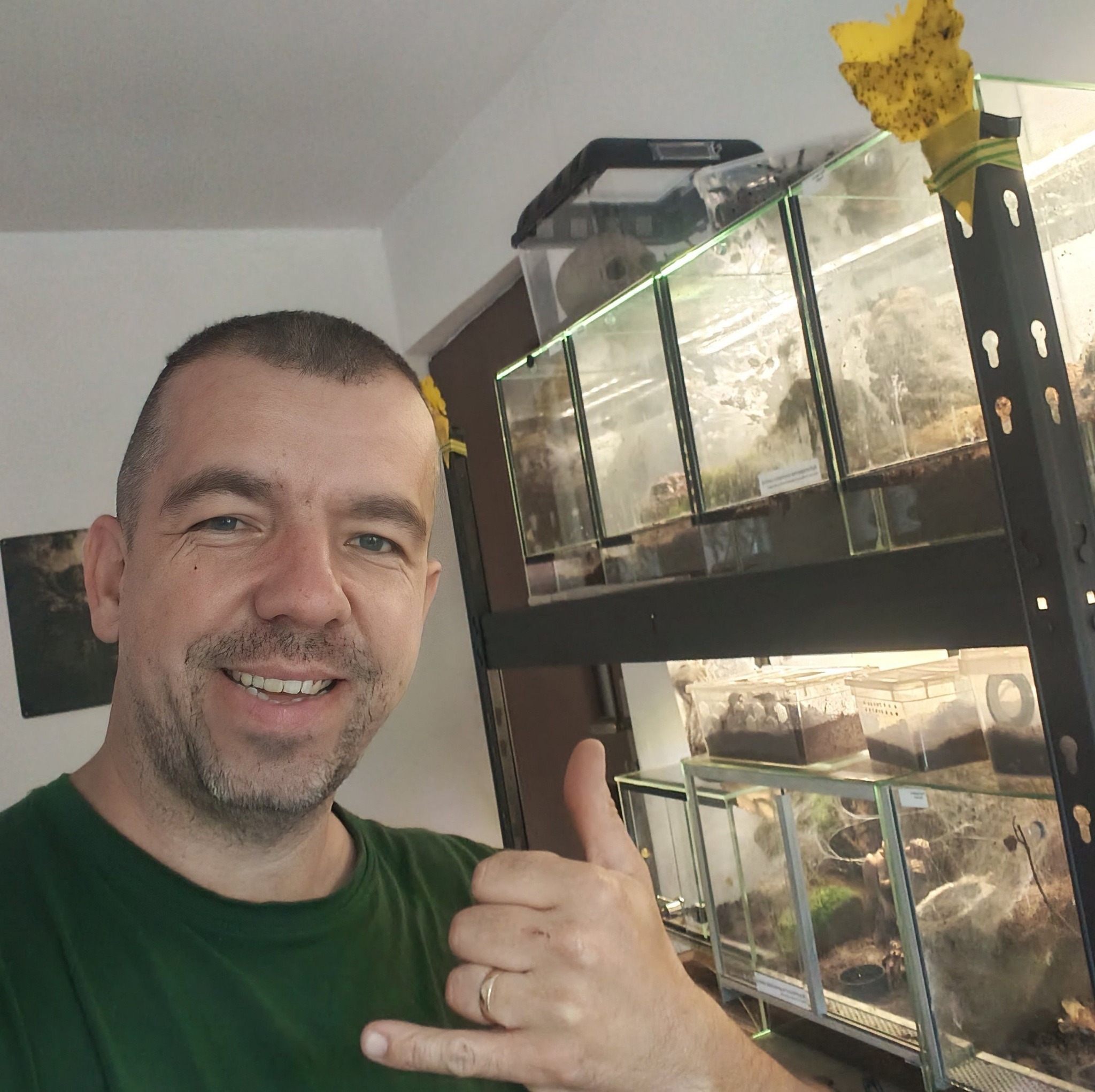 🕷️ Brachypelma auratum – BREEDING LEVEL UP! 🔥 Kolejna partia zasila ...