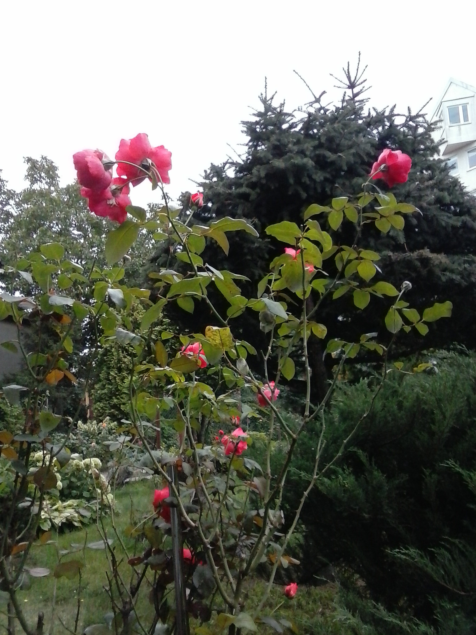 🎵 Lara – Rose von Tirol Schönen Abend. Lara — Rose von Tirol. Mehr auf ...