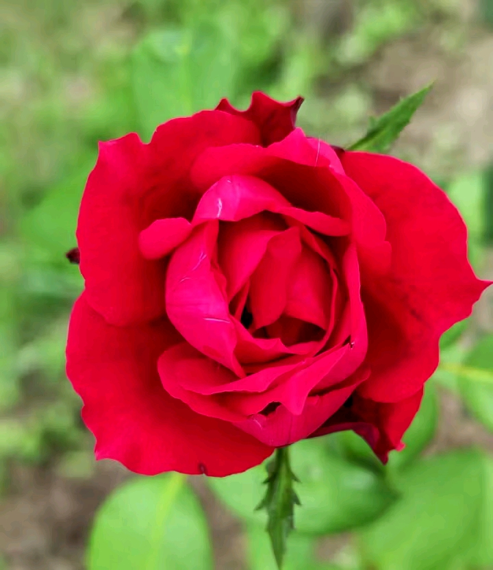 বলে কি??? #viralvideo #fbflower #fbeveryone | Juma Roni