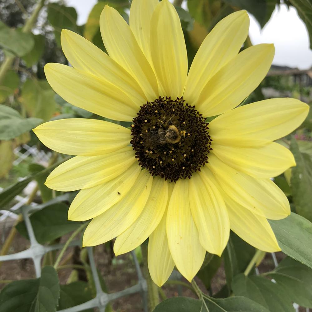 Routley Park - Community Garden