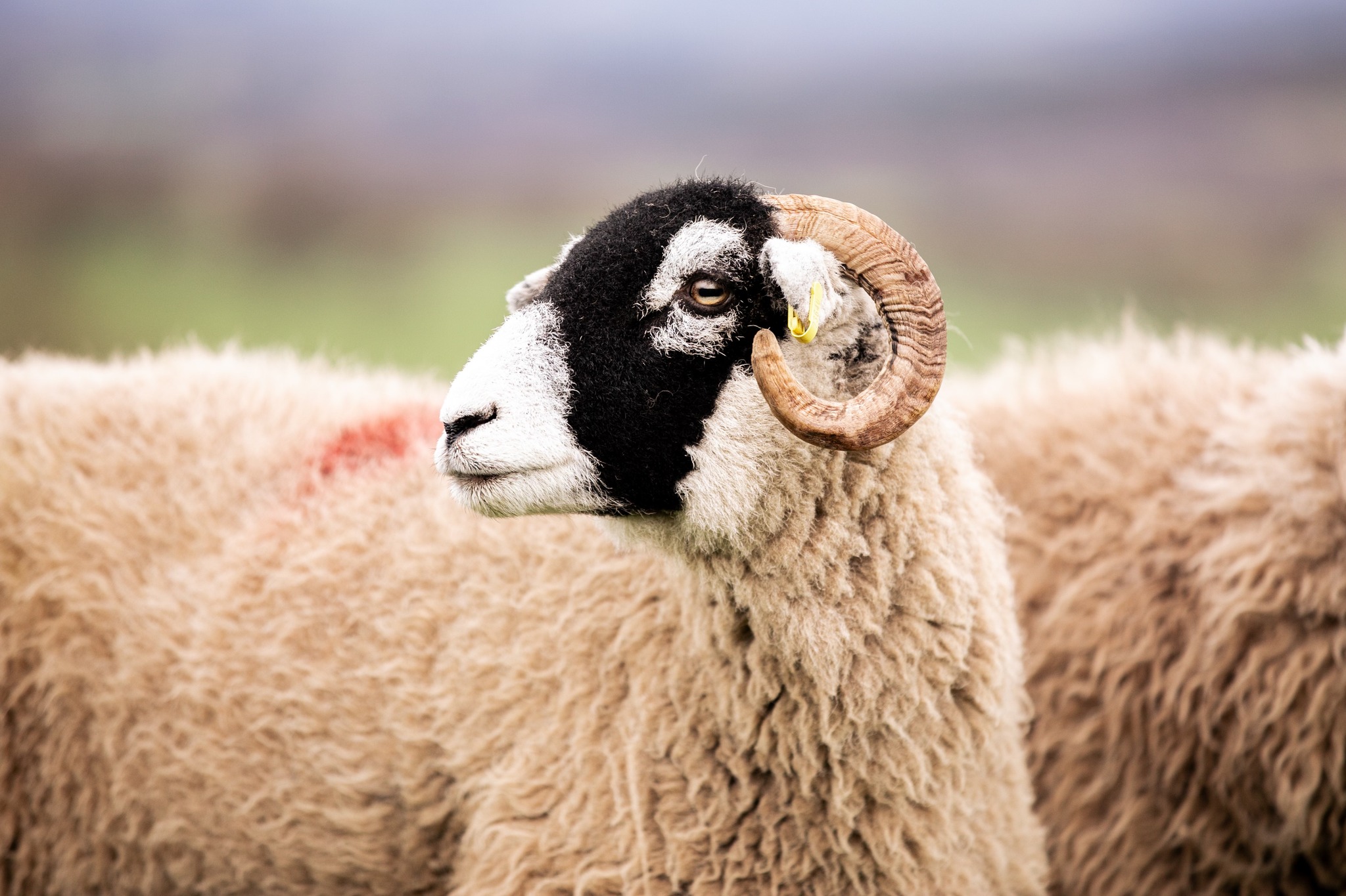 St Johns Chapel Swaledale... - Charlotte Ridley Agri Media | Facebook