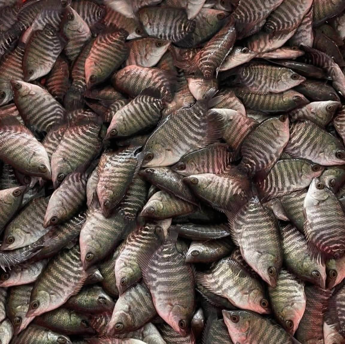 Fish Farm Khmer 9999