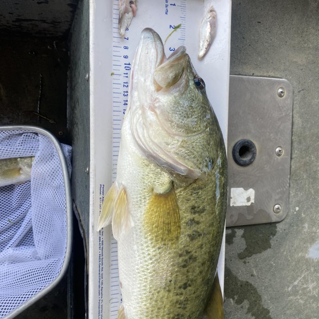 TLC Perfect Pond - Need to know more about the fish populations in your ...