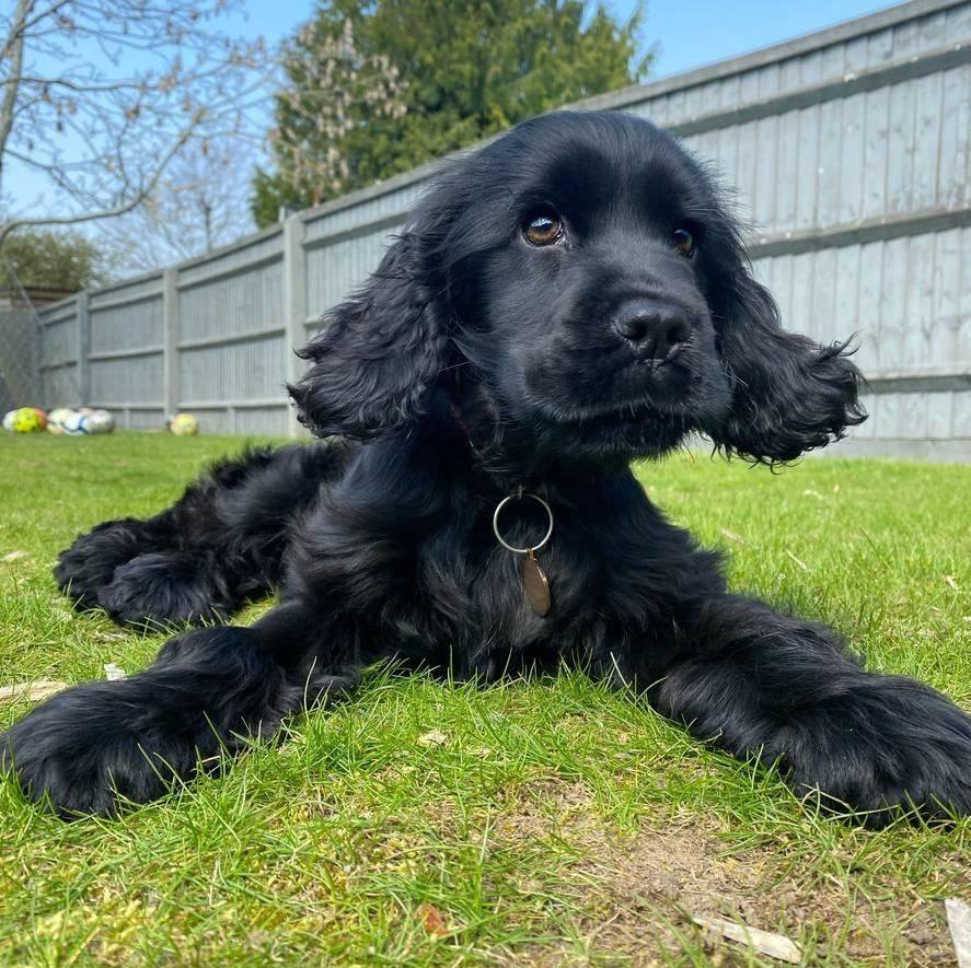 Cocker Spaniel lovers