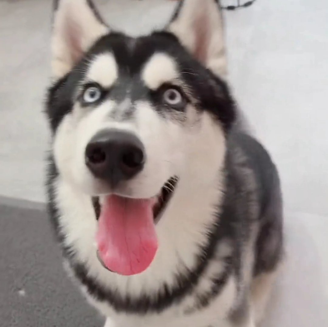 Puppies can also hiccup 😀#Husky daily life fun of the shovel owner pet ...