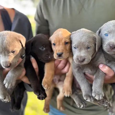 Labrador Retriever for Adoption and Rehoming