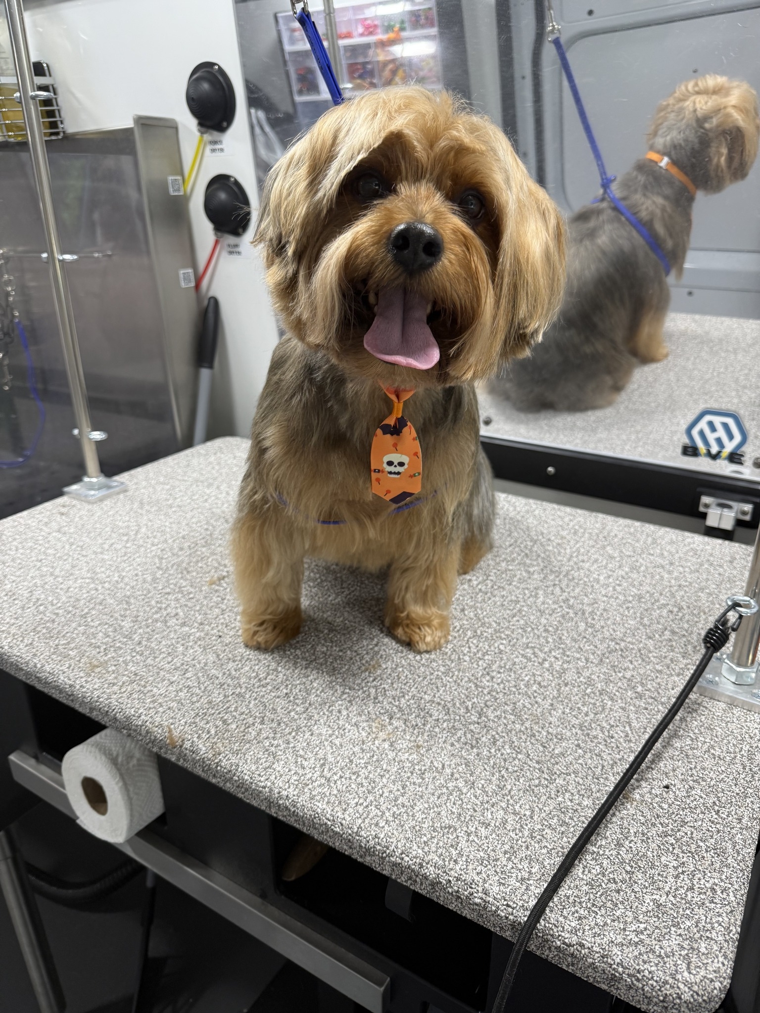 Sandy Paws Mobile Grooming | Whiting NJ