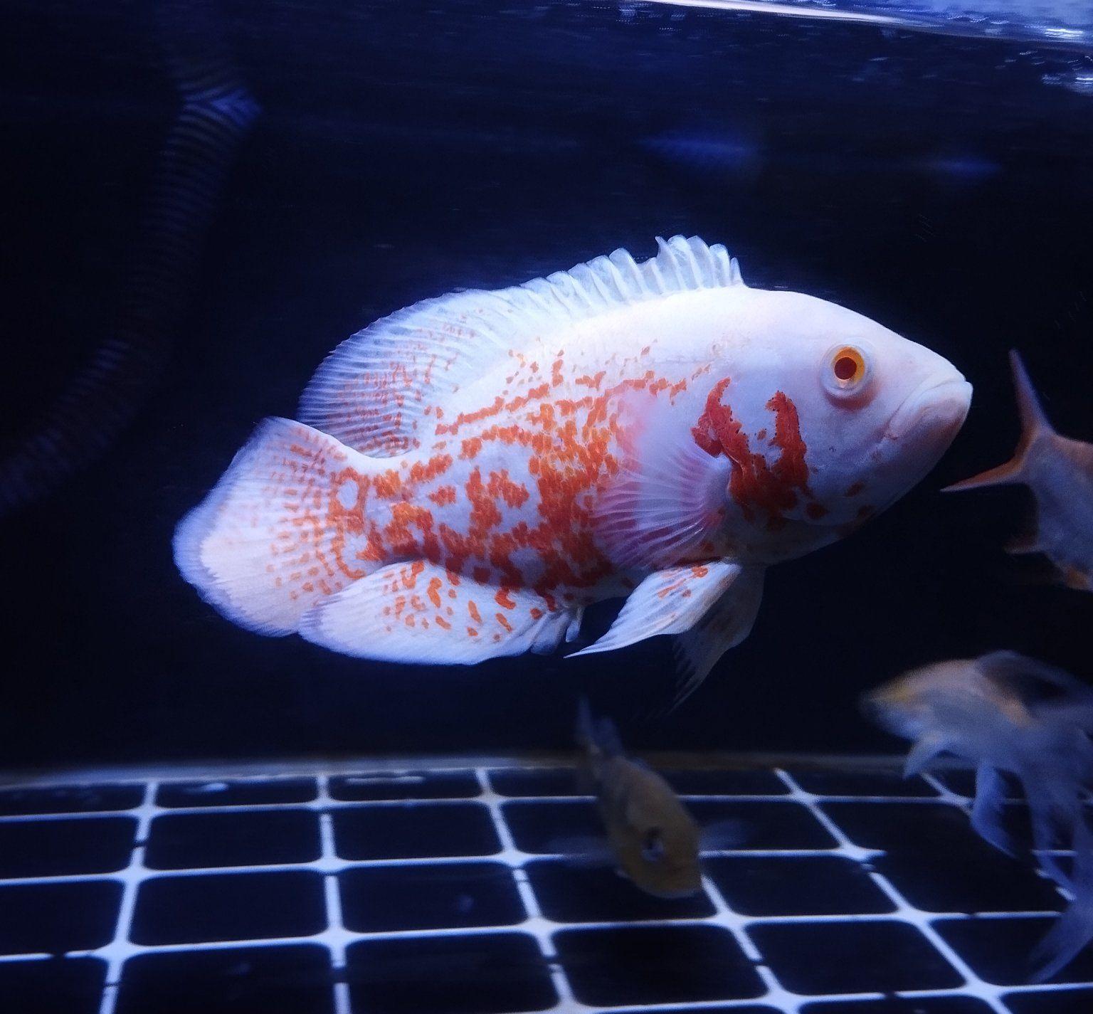 Ikan Predator Majalengka | 60x40x30 fullset + meja | Facebook