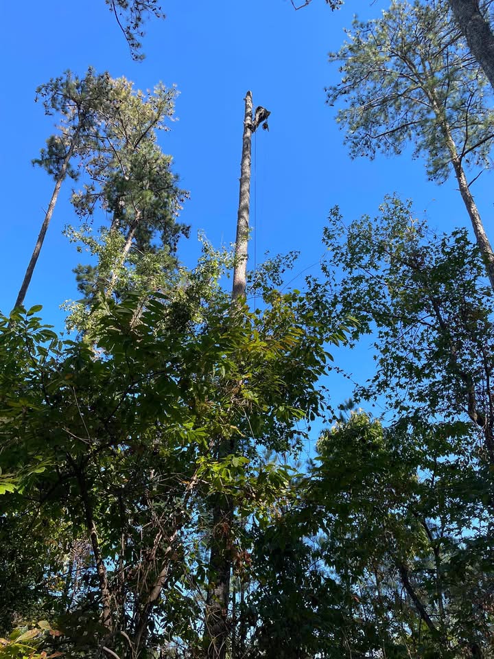 Austell Tree Service LLC | Atlanta GA