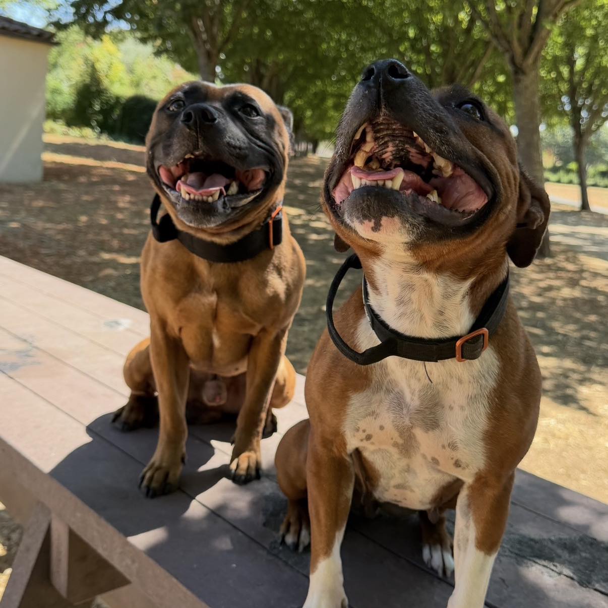 Définition du staffie : pot de colle te suis même au toilettes 🚽 😂 # ...