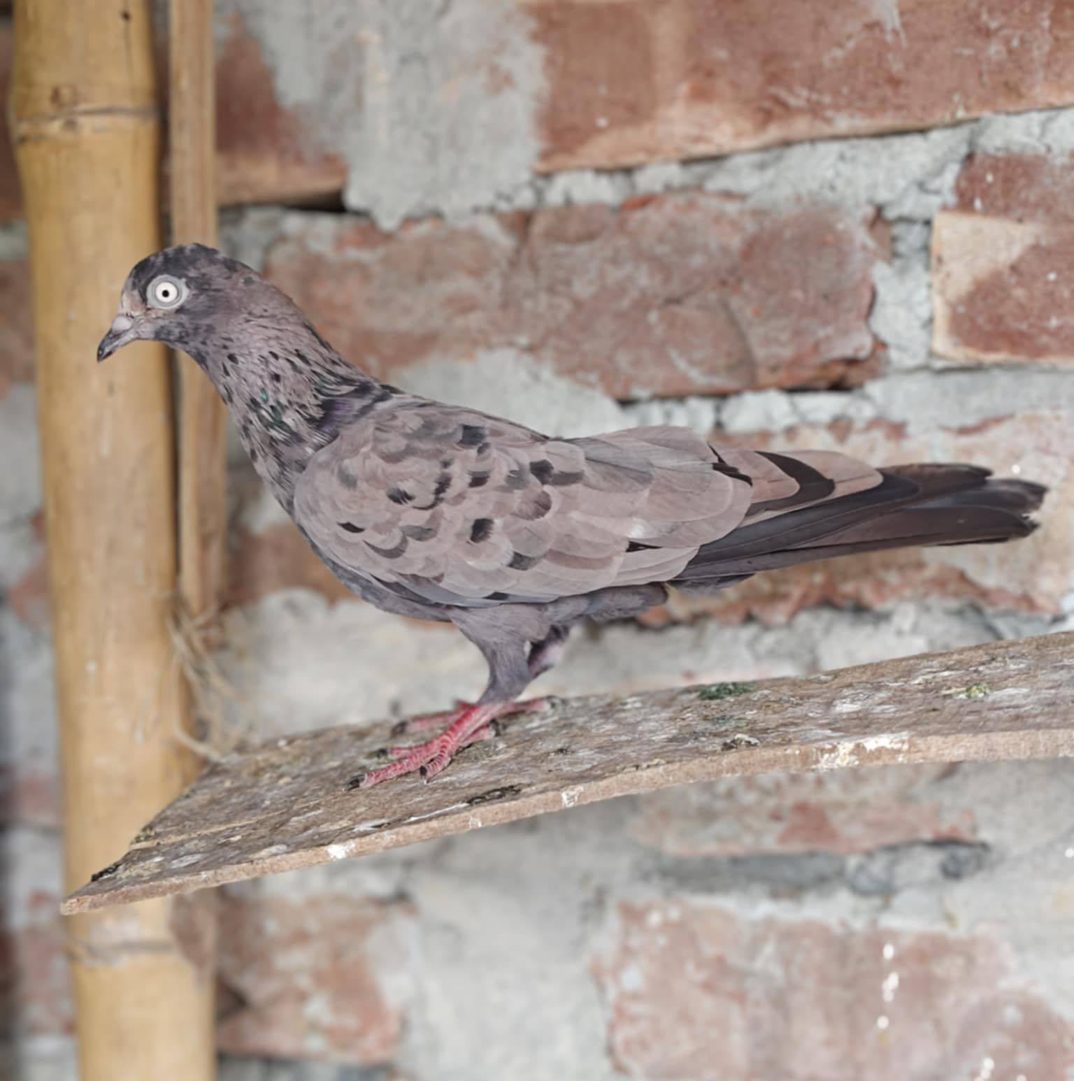 Rabby Tonmoy Pigeons Loft