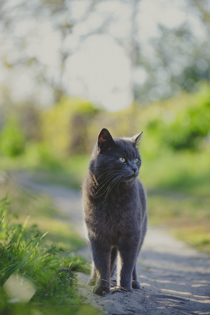 Take a break and let these cute cats melt your stress away. 🐈💤 Whether ...