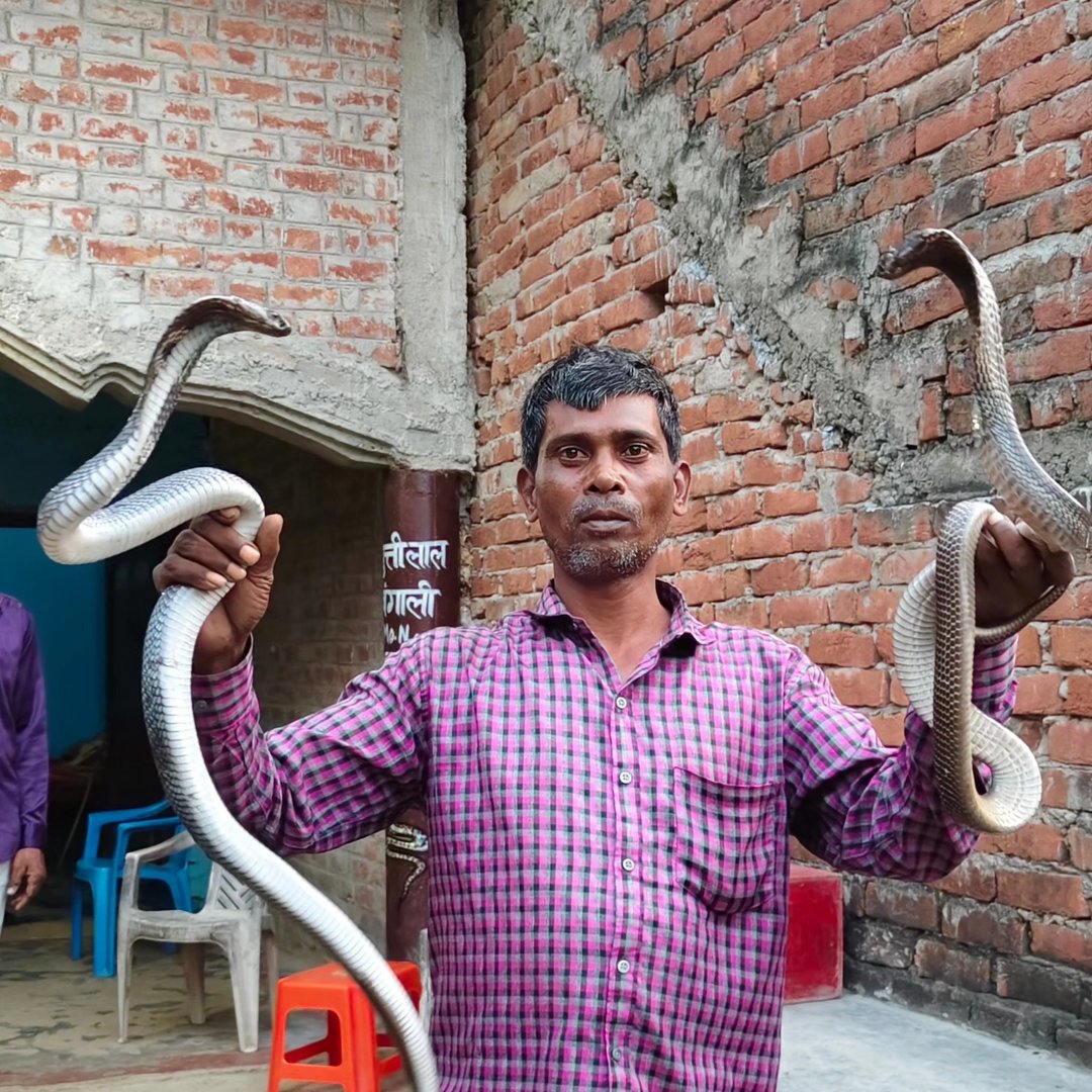 तीन खतरनाक कोबरा सांप एक साथ फुफकारते हुए, देखकर उड़ गए होश 🐍🐍🐍 Bangali ...