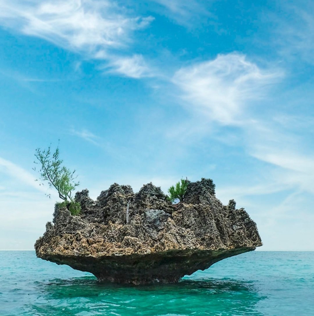 Ular Sawa cuba makan Platypus , ular sawa tidak tahu Platypus punya ...