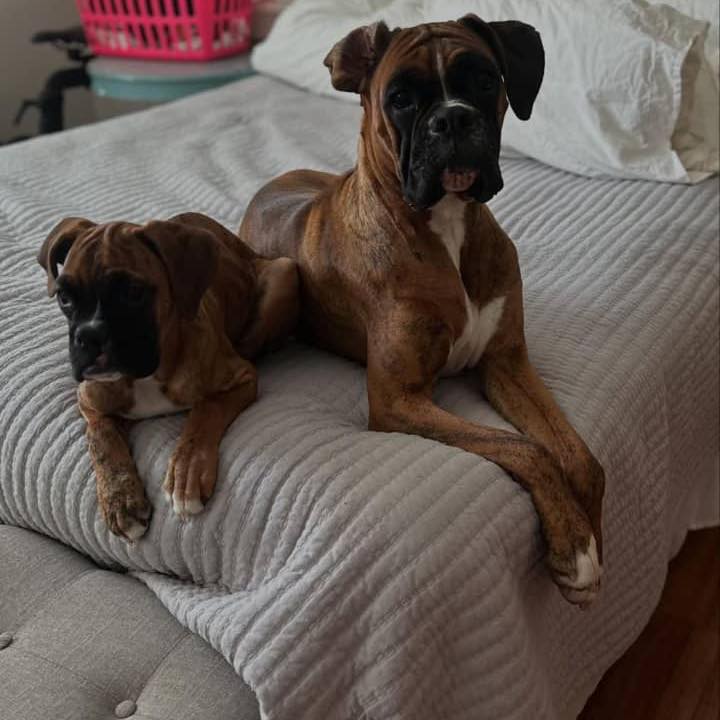 Curated visual reference: Anyone Else S Dogs Have The Same Personalities As Their Photo Inspiration