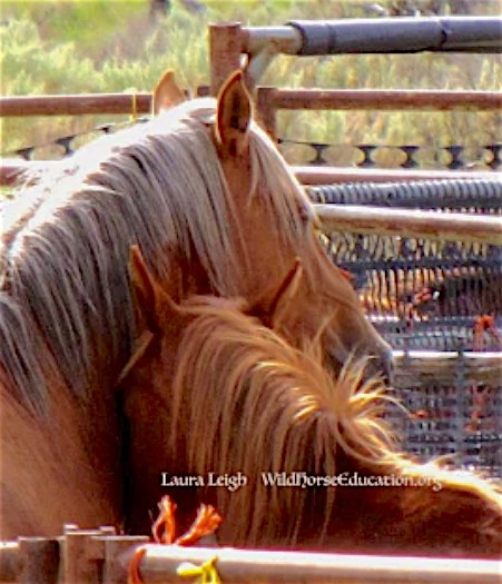 Bible Springs roundup update: 52... - Wild Horse Education | Facebook