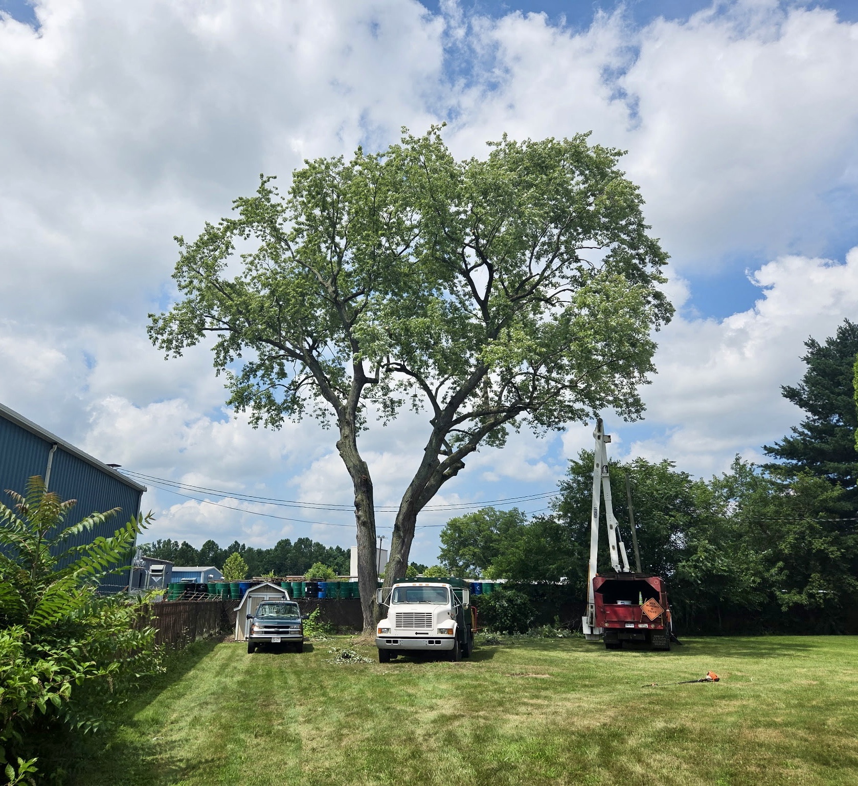 Lyn Urfer Tree Service LLC | New Philadelphia OH