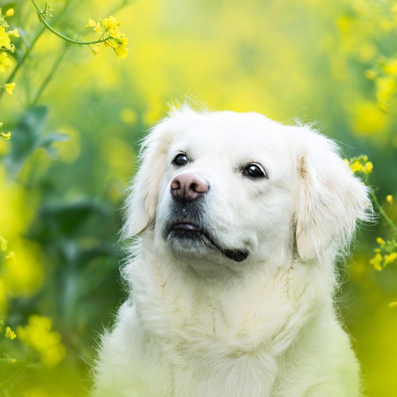 Pascal photography dogs