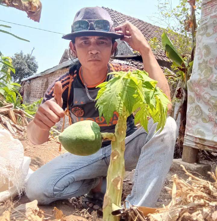 We tried planting cayenne pepper on a banana tree and it turned out to ...