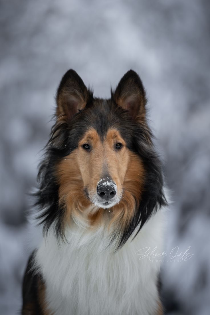 Rough Collie family