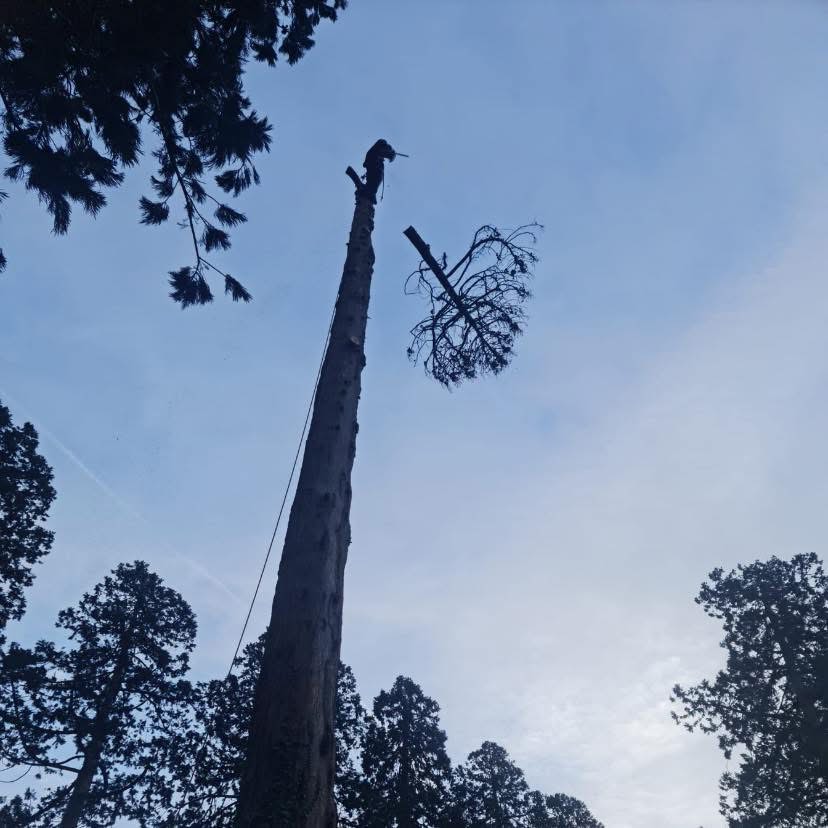 🌳 Speed Lining Ash Tops 🌳 Ash take down done by the rigging method of ...