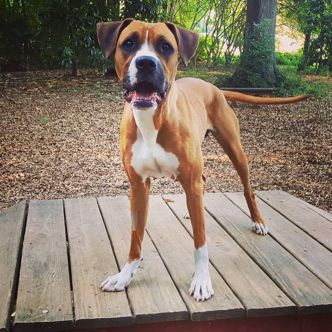 Adopt A Boxer's, Rescue & Adopt | Tonight’s bedtime story was The Boy ...